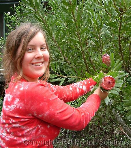 Protea Judith 